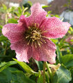 Helleborus x hybridus