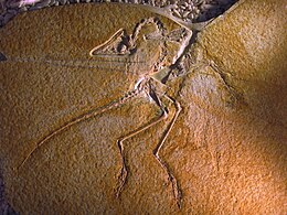 Скам'янілості Archaeopteryx lithographica