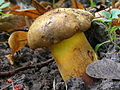 !Boletus pulverulentus!