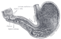 Stomachum: antrum cardiacum in parte superiore imaginis