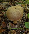 Cuticule tomenteuse (Xerocomus subtomentosus)