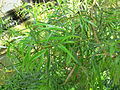 Acacia leprosa Foliage