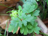 Leaves of a plant. They are in groups of three, each with three lobes.