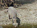 A Bearded Pig