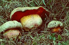 Rubroboletus legaliae