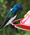 White-necked Jacobin, Costa Rica, February 2006