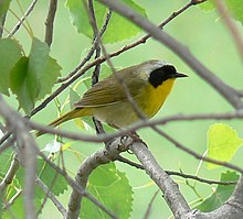 Geothlypis trichas Common Yellowthroat.jpg