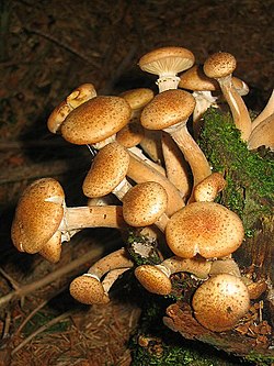 Celmeņu ģints tipiskā suga - parastā celmene (Armillaria mellea)