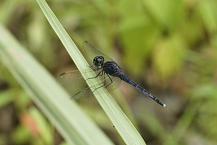 Indothemis carnatica (ആൺതുമ്പി)