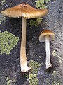 nocybe praetervisa