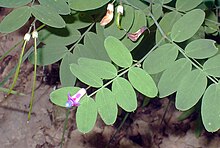 Lathyrus niger eF.jpg