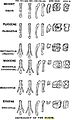 Image 10Diagram by O.C. Marsh of the evolution of horse feet and teeth, reproduced in T. H. Huxley's 1876 book, Professor Huxley in America (from History of paleontology)