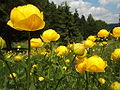 Trollius europaeus