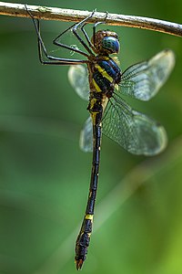 Lateral view (male)