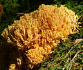 Ramaria aurea