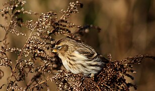 Inăriță (Carduelis flammea)