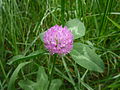 Црвена детелина (Trifolium pratense)