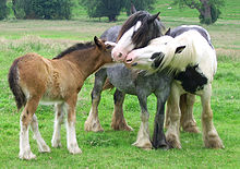 Trois chevaux.