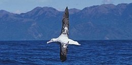 Paprastasis albatrosas (Diomedea exulans)