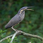 Black Bittern- Warriewood Wetlands