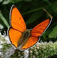 Lycaena dispar