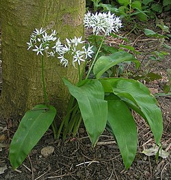 Bjarnarlaukur (Allium ursinum)