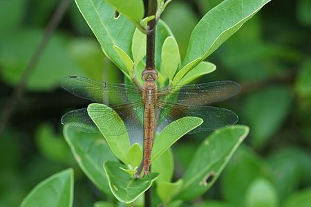 Tholymis tillarga (പെൺതുമ്പി)