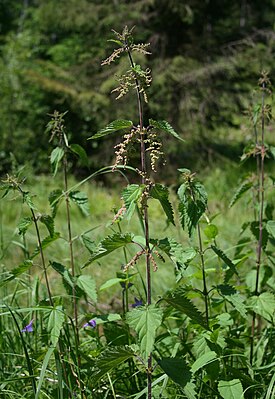 Крапива двудомная (Urtica dioica)