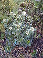 Viburnum tinus L.