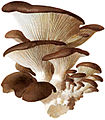 Almindelig østershat (Pleurotus ostreatus)