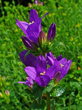 Peurankello (Campanula glomerata)