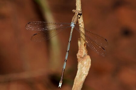 Lestes nodalis (പെൺതുമ്പി)