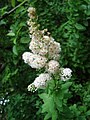 Spiraea latifolia