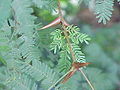 Acacia collinsii Foliage