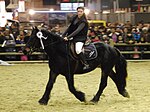 Cheval Castillonnais monté au salon international de l'agriculture 2013, Paris, France