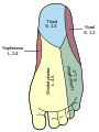 Innervation sensitive de la face plantaire du pied droit.