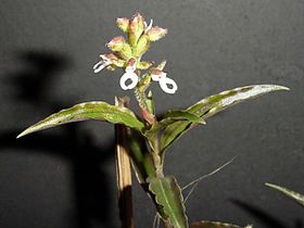 Ligeophila stigmatoptera