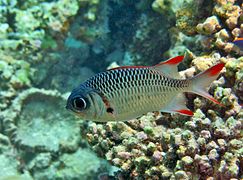 Un poisson-soldat violacé (Myripristis violacea)