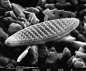 Microfóssil de Nitzschia kerguelensis em sedimento marinho.