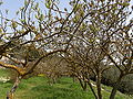 Alberi di pistacchio selvatico entro la cerchia muraria