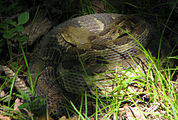 Timber Rattler, Harriman State Park