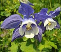 Aquilegia olympica in Biosfeerreservaat Kaukasus.