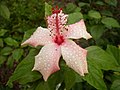 Chinese Hibiscus gülü üzərində şeh