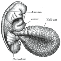 Menslijk embryo 2,6 mm lang. Body-stalk=hechtsteel, Yolk-sac=dooierzak