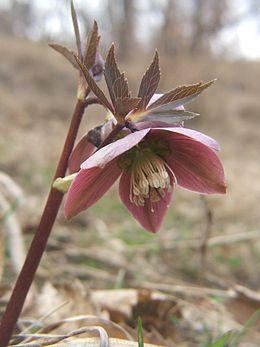 Pirosló hunyor (Helleborus purpurascens)