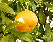 Mandarina.jpg