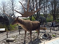 Kæmpehjort, model i Aalborg Zoo