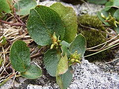 Salix herbacea