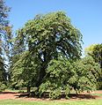 Ballarat botanika bog'idagi tog 'qo'rg'oni