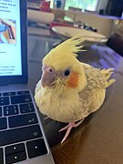 Young fledged cockatiel